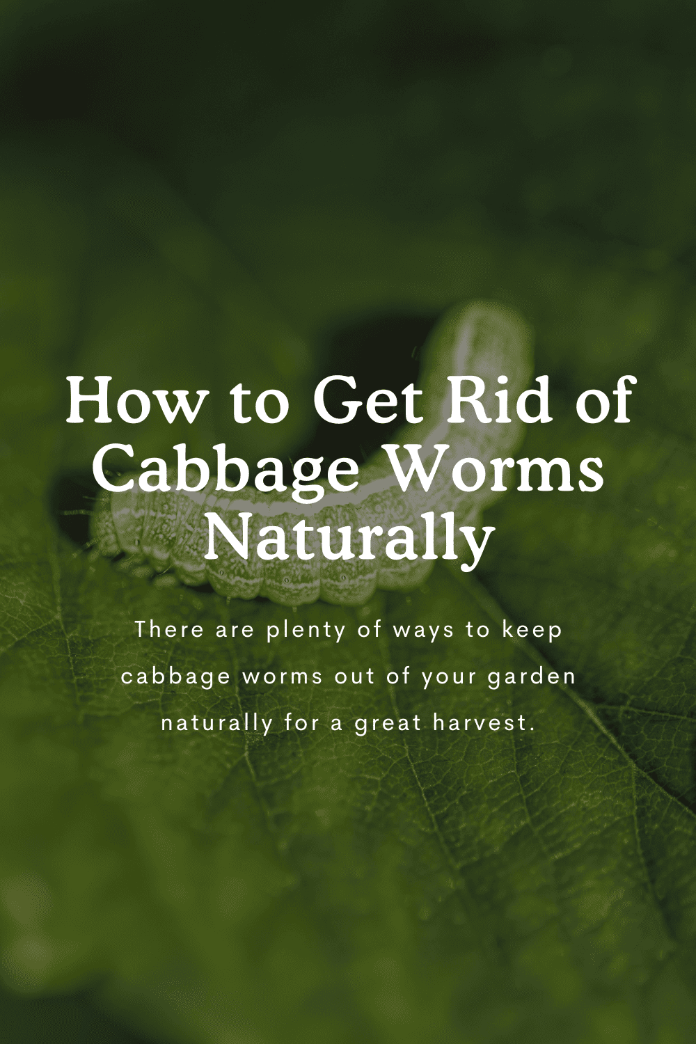 How To Get Rid of Cabbage Worms Organically: A Complete Guide